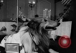Standbild ein Collie Chicago Illinois USA, 1957, aus Sekunde 16 historischem Filmmaterial Videoclip 65675069546