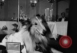 Standbild ein Collie Chicago Illinois USA, 1957, aus Sekunde 17 historischem Filmmaterial Videoclip 65675069546