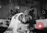 Standbild ein Collie Chicago Illinois USA, 1957, aus Sekunde 22 historischem Filmmaterial Videoclip 65675069546