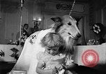 Standbild ein Collie Chicago Illinois USA, 1957, aus Sekunde 23 historischem Filmmaterial Videoclip 65675069546