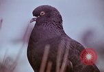 Image of Famous freedom figures Washington DC USA, 1969, second 57 stock footage video 65675069596