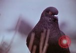 Image of Famous freedom figures Washington DC USA, 1969, second 58 stock footage video 65675069596