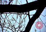 Image of statues and monuments Washington DC USA, 1969, second 30 stock footage video 65675069601