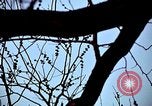 Image of statues and monuments Washington DC USA, 1969, second 31 stock footage video 65675069601