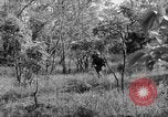 Immagine di I guerriglieri di etnia Karen Chaungtha Birmania, 1945, secondo 39 filmato di repertorio 65675069661