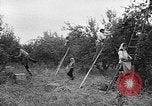 Image of apple picking Washington State United States USA, 1957, second 4 stock footage video 65675069671