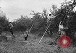 Image of apple picking Washington State United States USA, 1957, second 5 stock footage video 65675069671