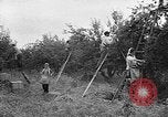 Image of apple picking Washington State United States USA, 1957, second 6 stock footage video 65675069671