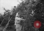 Image of apple picking Washington State United States USA, 1957, second 7 stock footage video 65675069671
