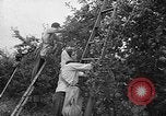 Image of apple picking Washington State United States USA, 1957, second 8 stock footage video 65675069671