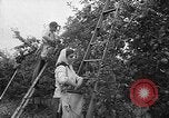 Image of apple picking Washington State United States USA, 1957, second 9 stock footage video 65675069671