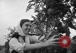Image of apple picking Washington State United States USA, 1957, second 10 stock footage video 65675069671