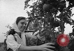 Image of apple picking Washington State United States USA, 1957, second 11 stock footage video 65675069671