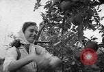 Image of apple picking Washington State United States USA, 1957, second 12 stock footage video 65675069671
