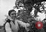 Image of apple picking Washington State United States USA, 1957, second 13 stock footage video 65675069671