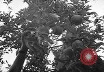 Image of apple picking Washington State United States USA, 1957, second 14 stock footage video 65675069671