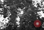 Image of apple picking Washington State United States USA, 1957, second 15 stock footage video 65675069671