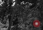 Image of apple picking Washington State United States USA, 1957, second 16 stock footage video 65675069671