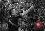 Image of apple picking Washington State United States USA, 1957, second 17 stock footage video 65675069671