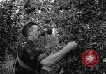 Image of apple picking Washington State United States USA, 1957, second 18 stock footage video 65675069671