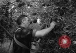 Image of apple picking Washington State United States USA, 1957, second 19 stock footage video 65675069671