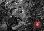 Image of apple picking Washington State United States USA, 1957, second 20 stock footage video 65675069671