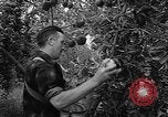 Image of apple picking Washington State United States USA, 1957, second 21 stock footage video 65675069671