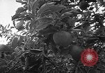 Image of apple picking Washington State United States USA, 1957, second 22 stock footage video 65675069671