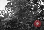 Image of apple picking Washington State United States USA, 1957, second 23 stock footage video 65675069671