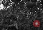 Image of apple picking Washington State United States USA, 1957, second 24 stock footage video 65675069671