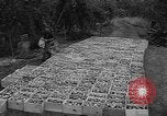 Image of apple picking Washington State United States USA, 1957, second 26 stock footage video 65675069671