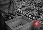 Image of apple picking Washington State United States USA, 1957, second 27 stock footage video 65675069671