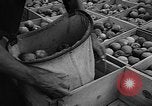 Image of apple picking Washington State United States USA, 1957, second 28 stock footage video 65675069671