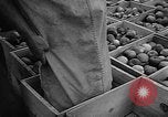 Image of apple picking Washington State United States USA, 1957, second 29 stock footage video 65675069671
