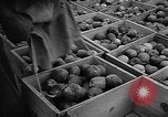 Image of apple picking Washington State United States USA, 1957, second 30 stock footage video 65675069671