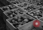 Image of apple picking Washington State United States USA, 1957, second 31 stock footage video 65675069671