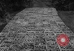 Image of apple picking Washington State United States USA, 1957, second 32 stock footage video 65675069671