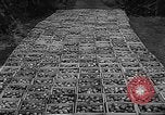 Image of apple picking Washington State United States USA, 1957, second 33 stock footage video 65675069671