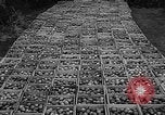 Image of apple picking Washington State United States USA, 1957, second 34 stock footage video 65675069671