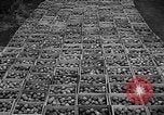 Image of apple picking Washington State United States USA, 1957, second 35 stock footage video 65675069671