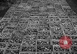 Image of apple picking Washington State United States USA, 1957, second 36 stock footage video 65675069671