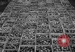 Image of apple picking Washington State United States USA, 1957, second 37 stock footage video 65675069671