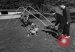 Image of raccoon coats Allentown Pennsylvania USA, 1957, second 57 stock footage video 65675069673