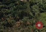Image of United States air strike Vietnam, 1968, second 12 stock footage video 65675069676