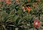 Image of United States air strike Vietnam, 1968, second 8 stock footage video 65675069677