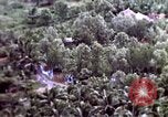 Standbild USA Air Strike Vietnam, 1968, aus Sekunde 6 historischem Filmmaterial Videoclip 65675069678