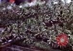 Standbild USA Air Strike Vietnam, 1968, aus Sekunde 13 historischem Filmmaterial Videoclip 65675069678