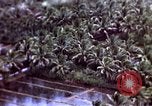 Standbild USA Air Strike Vietnam, 1968, aus Sekunde 14 historischem Filmmaterial Videoclip 65675069678