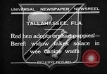 Standbild Ein Wurf Welpen bleiben in der Nähe der Red hen Tallahassee Florida USA, 1932, aus Sekunde 1 historischem Filmmaterial Videoclip 65675069705