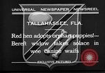 Standbild Ein Wurf Welpen bleiben in der Nähe der Red hen Tallahassee Florida USA, 1932, aus Sekunde 4 historischem Filmmaterial Videoclip 65675069705